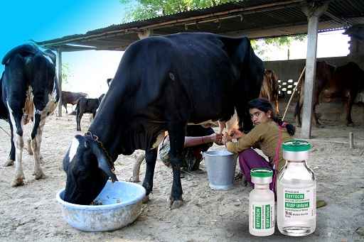 Delhi HC Orders Action Against Spurious Oxytocin Use In Dairy Colonies