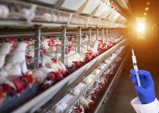 Govt Considers Ban On Two Antibiotics For Poultry And Animal Feed Supplements