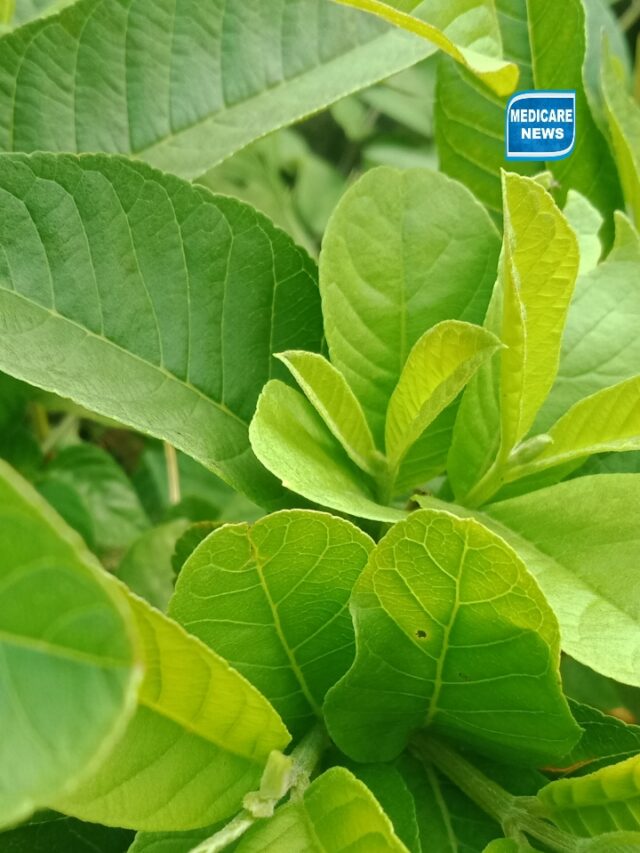 Unleash the Power of Guava Leaves to Lower Blood Suger