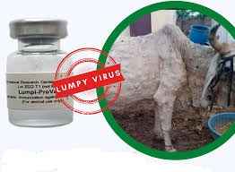 Lumpy Skin Disease Vaccine Will Be Launched Soon, Says Govt