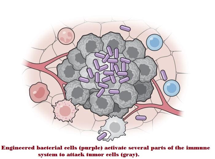 Study Shows Bacterial Vaccine May Serve As Cancer Immunotherapy Treatment