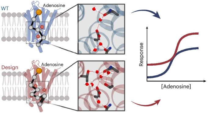 Research Could Lead To Better Medicines And New Tools In Synthetic Biology