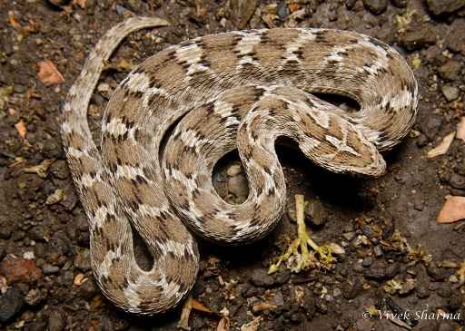 Rajasthan: Snakebite Caused By Highly Venomous Saw Scaled Viper, Antivenom Ineffective