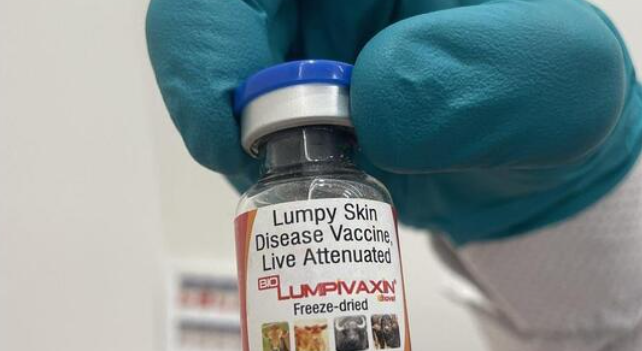 Biolumpivaxin: Bharat Biotech launches new vaccine against lumpy skin disease
