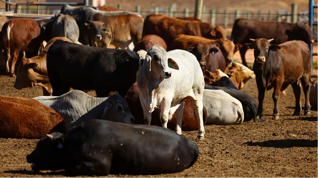 India launches first indigenous vaccine against cattle disease IBR