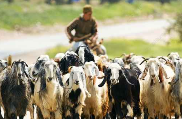 Maha to manufacture goatpox vaccine at its Pune institute