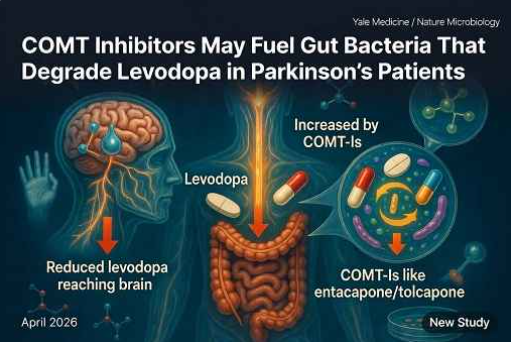 COMT Inhibitors May Fuel Gut Bacteria That Degrade Levodopa In Parkinson’s Patients