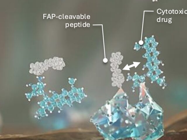 Avacta delivers two clinical stage peptide-drug conjugates to target delivery of toxic payloads into the tumour microenvironment