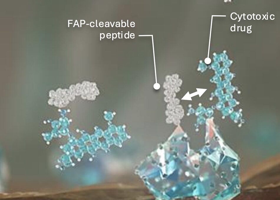 Avacta delivers two clinical stage peptide-drug conjugates to target delivery of toxic payloads into the tumour microenvironment