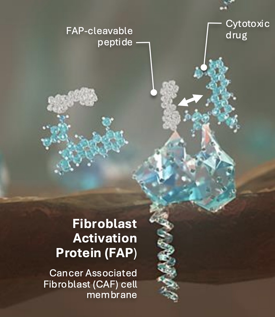 Avacta delivers two clinical stage peptide-drug conjugates to target delivery of toxic payloads into the tumour microenvironment